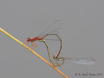 Enallagma concisum, mating pair